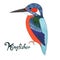 Bird kingfisher vector illustration