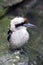 Bird, Kookaburra