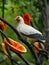 Bird, Kuala Lumpur Bird Park