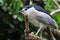 Bird in Kuala Lumpur Bird Park