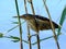 bird kulik sitting on the stalk of a plant bulrush over the water