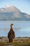 Bird at Lago Roca, Tierra del Fuego National Park, Ushuaia, Argentina