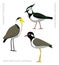 Bird Lapwing Set Cartoon Vector Illustration