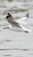 Bird (Laridae) flying on the sky at a nature sea