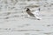 Bird (Laridae) flying on the sky at a nature sea