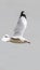 Bird (Laridae) flying on the sky at a nature sea