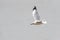Bird (Laridae) flying on the sky at a nature sea