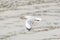 Bird (Laridae) flying on the sky at a nature sea