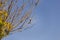 A bird on a leafless branch.