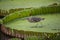 Bird on leaves of Victoria amazonica in pond.