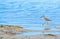 A Bird at the Lemon Bay Aquatic Reserve in Cedar Point Environmental Park, Sarasota County Florida