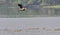 Bird, lesser whistling duck flying