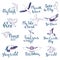 Bird lettering vector text fly high and flying birdie swallow with feather wings illustration set of owl freedom print
