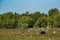 Bird Life of Kakadu National Park White Egret sitting on cows, Yellow Waters, billabong, Kakadu National Park, Northern Territory