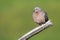 bird with light blue tex sitting on a limb on a field