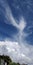 Bird Like Cirrus Clouds flit above Billowing Cumulus