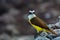 A bird living in the seaside area of Mexico