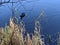 Bird on a loch Scottish nature reserve