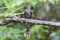 Bird: Long-tailed Sibia