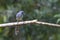 Bird: Long-tailed Sibia