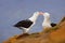 Bird love. Pair of birds Black-browed albratros. Beautiful sea bird sitting on cliff. Albatross with dark blue water in the backgr