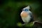 Bird from Madagascar. Crested Couna, Coua cristata, rare grey and blue bird with crest, in nature habitat. Couca sitting on the br