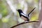 Bird Madagascar Magpie Robin