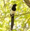 Bird magpie