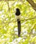 Bird magpie