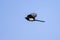 Bird, magpie in flight