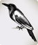 Bird magpie, hand-drawing. Vector illustration.