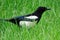 A bird-magpie walks in fresh green grass. Ornithology