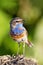 bird male Bluethroat is singing and in the spring among the green grass