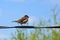 Bird - male sparrow dancing on a cable, mating dance to attract female