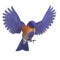 Bird Male Western Bluebird. 3D rendering with