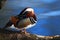 Bird Mandarin Duck, Aix galericulata, sitting on the branch with blue water surface in background