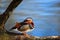 Bird Mandarin Duck, Aix galericulata, sitting on the branch with blue water surface in background. Beutiful bird near the river wa