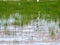 Bird in Marsh along the Florida Trail