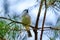Bird - Marsh Tit  Poecile palustris  sitting on a pine branch.