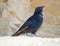 Bird on Masada fortress, Dead sea, Israel