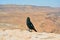 Bird in Masada Israel