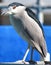 Bird at Miami Seaquarium