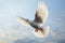 Bird in mid air white feathered homing pigeon soaring gracefully