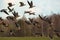 Bird migration. A flock of geese Anser albifrons flying off the meadow, bird watching