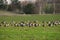 Bird migration. A flock of geese Anser albifrons on the meadow, bird watching in Zuvintas nature reserve Lithuania