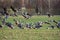 Bird migration. A flock of greater white-fronted geese Anser albifrons flying off the meadow, bird watching