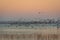 Bird migration at sunrise. Geese Anser albifrons flying over Zuvintas lake Lithuania, nature landscape