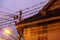 Bird migration at sunset, flock of barn swallow on a wires and eaves of wooden house. Betong City, Yala, Southern Thailand. Winter