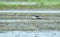 Bird migration through Vietnam: Black winged stilt