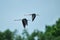 Bird migration through Vietnam: Black winged stilt